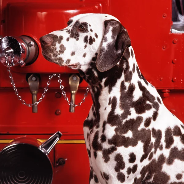 Dalmatian headshot — Stock Photo, Image