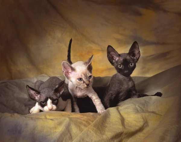 3 devon rex kociątka — Zdjęcie stockowe