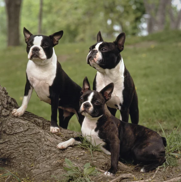 Boston Terriers — Fotografia de Stock