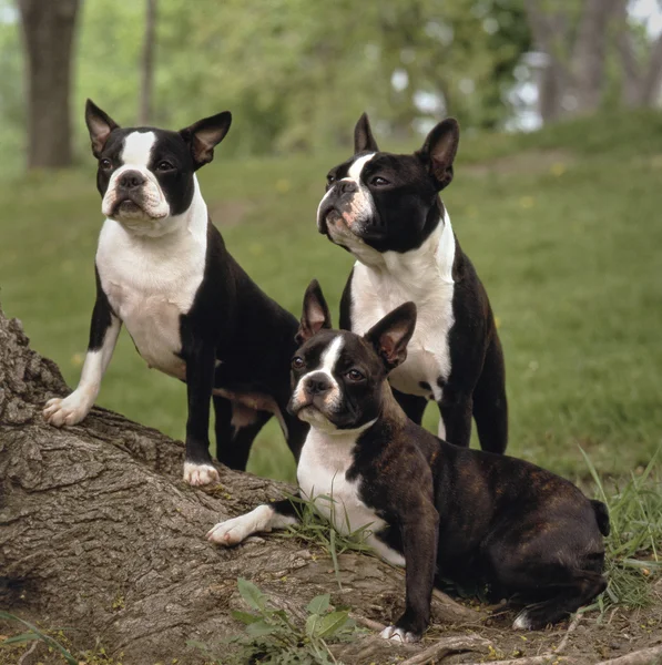 Boston Terrier — Stockfoto