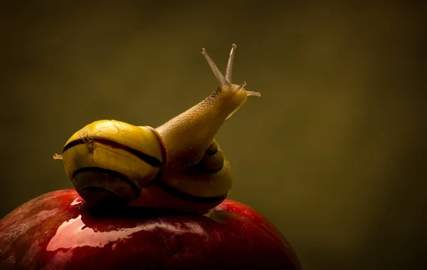 Zwei verliebte Schnecken — Stockfoto