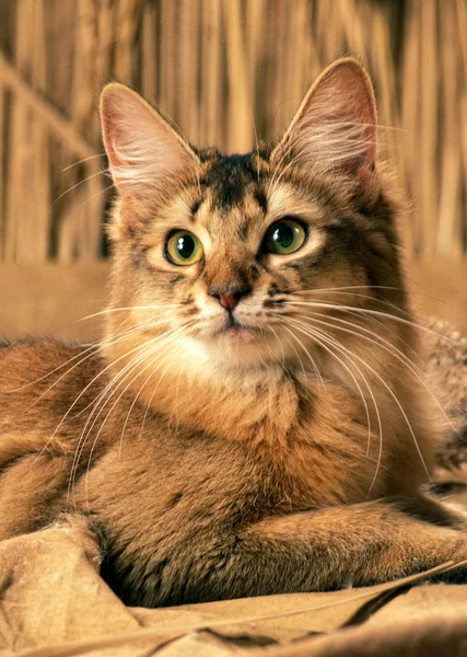 Somali cat — Stock Photo, Image