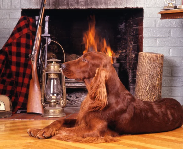 Irländsk setter — Stockfoto