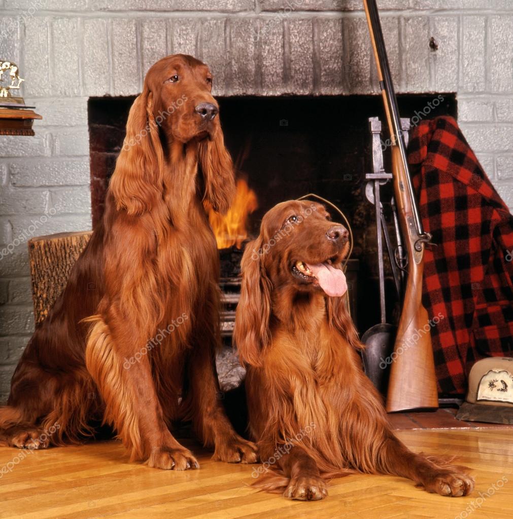 irish setter hunting