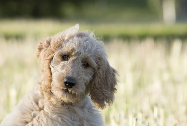 Köpek yavrusu golden doddle — Stok fotoğraf