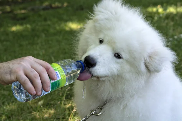 Blanco samoyede perro agua potable — Foto de Stock