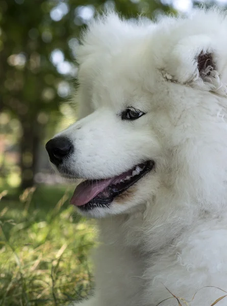 Χαριτωμένο σκυλάκι samoyede — Φωτογραφία Αρχείου