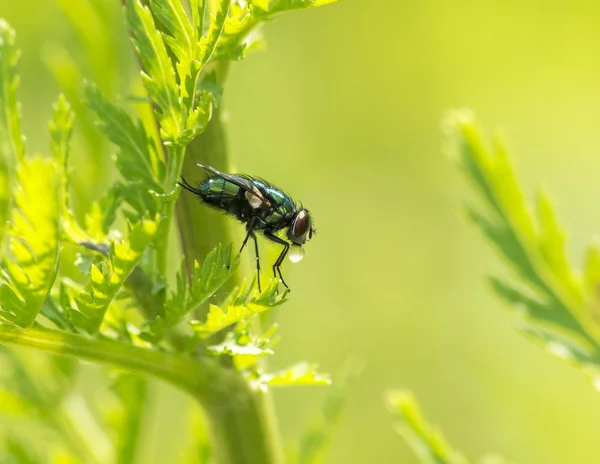 Fliege mit einem Tropfen Flüssigkeit auf dem Mundstück — Stockfoto