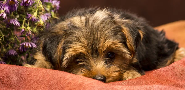 Bashful baby yorkshire — Stockfoto