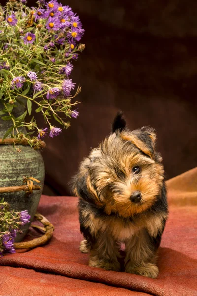 Baby yorkshire — Stockfoto