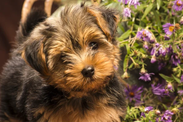 Baby yorkshire
