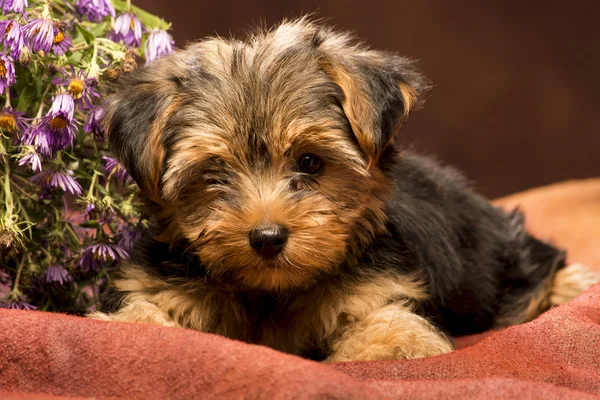 Baby Yorkshire — Foto Stock