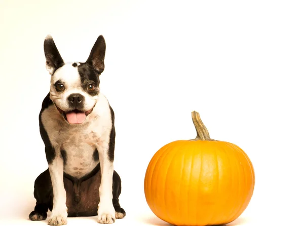 Boston terrier & pumpkin — Stock Photo, Image