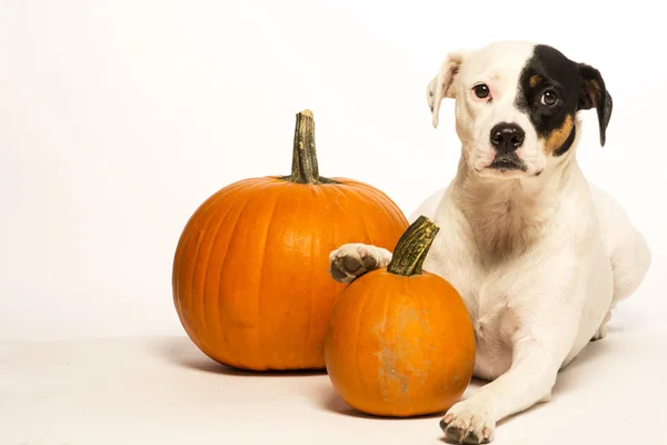 Dog with two pumkins — Stock Photo, Image