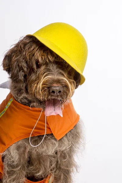 İnşaat işçisi köpek