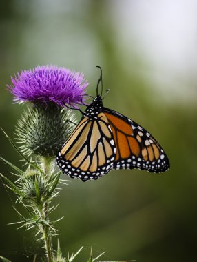 Monarch kelebek bir thistle üzerinde