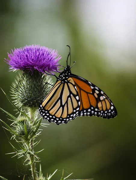 Monarch kelebek bir thistle üzerinde