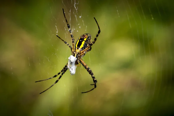 Black & yellow spider — Stock Photo, Image