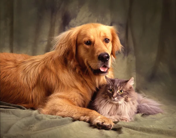 Güzel bir golden retriever bir yeşil studio zemin üzerinde büyük bir gri tüylü kedi bacaklarının arasında dinlenme ile yalan söylüyor.