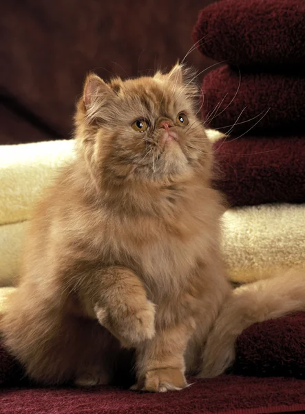 Perzsa cica készen áll a játékra — Stock Fotó