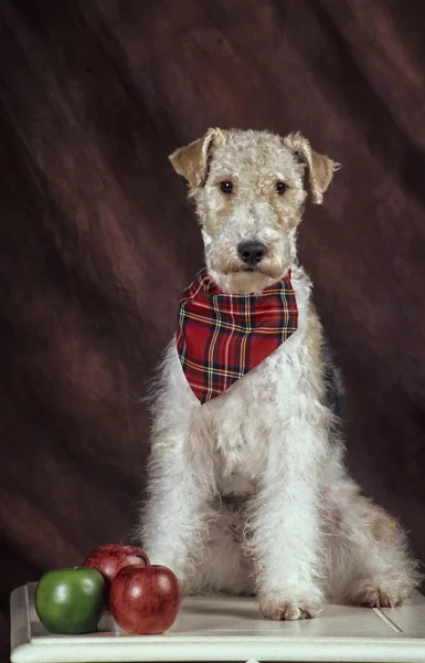 Fox terrier cane — Foto Stock