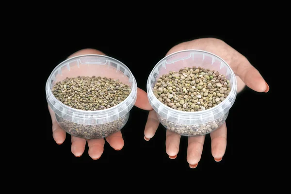 Two hands with hemp seeds in plastic containers — Stock Photo, Image