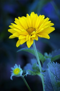 Two Arnica blossoms clipart