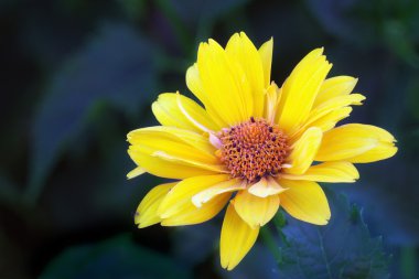 Sarı Arnica çiçeği
