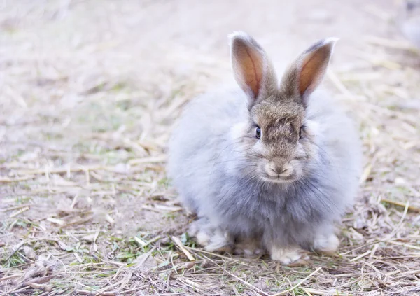 Angora rabbit on  straw — Stock Photo, Image