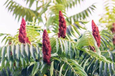 Staghorn sumak veya kadife sumak 