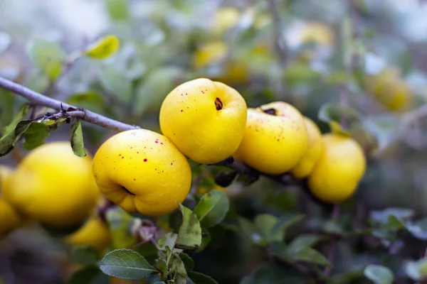 Ekologické chaenomeles speciosa (Rosaceae) ovoce — Stock fotografie
