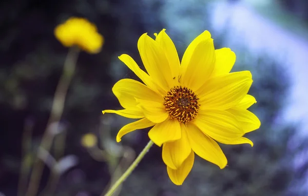 Flor de árnica amarilla — Foto de Stock