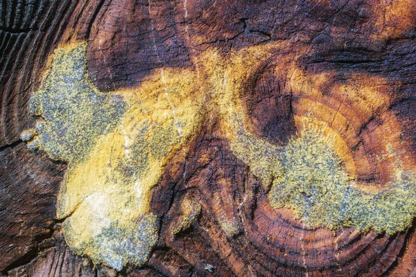 Öreg fát vágni háttér — Stock Fotó