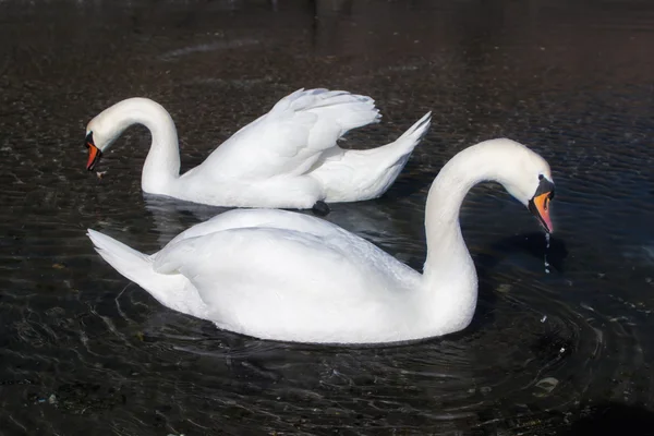 Dois cisnes em uma água escura e escura — Fotografia de Stock