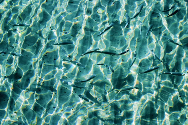 Mooi helder water als gevolg van in de zon en de vissen — Stockfoto