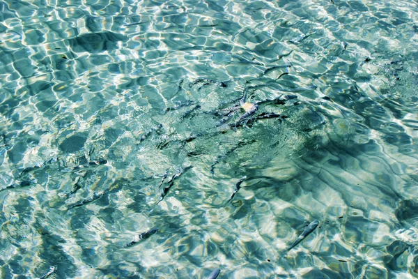 Hermosa agua clara que refleja en el sol y los peces — Foto de Stock