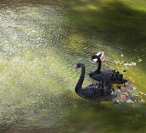 Dois cisnes em uma água escura — Fotografia de Stock