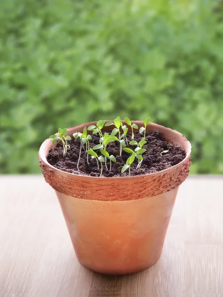 Parsley sprouts in a clay pot in the  parsley background — Stock Photo, Image