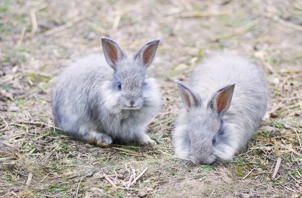 Ангорские кролики на соломе — стоковое фото