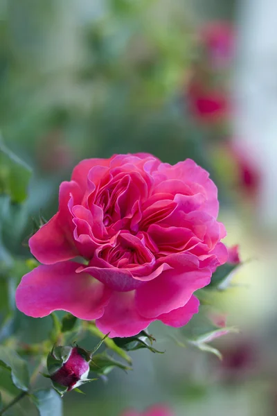 Pink roses blossoms — Stock Photo, Image