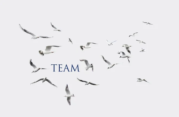 海鸥在空中包含抽象的符号，在就是茶词 — 图库照片