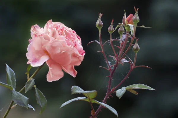 Flor de rosa e uma teia de aranha — Fotografia de Stock