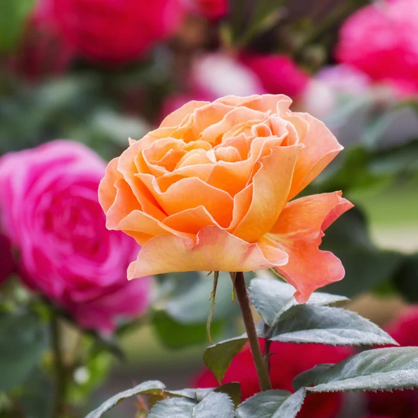 Rosa de azahar — Foto de Stock
