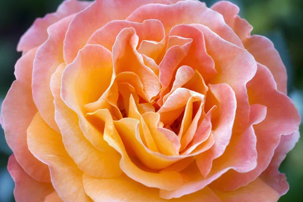 Rosa de azahar — Foto de Stock