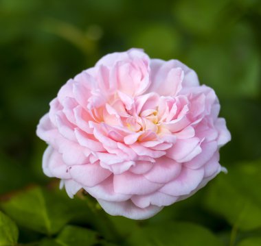 Rose Eglantyne çiçeği