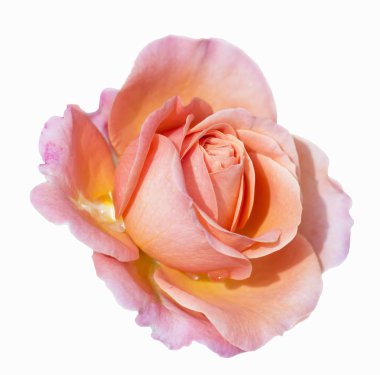 turuncu gül çiçeği 