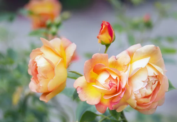 Rosas amarillas rosas florecen. Señora de Shalott — Foto de Stock