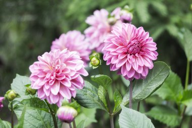 Beyaz Pembe çiçek dahlia Görünümü Kapat 