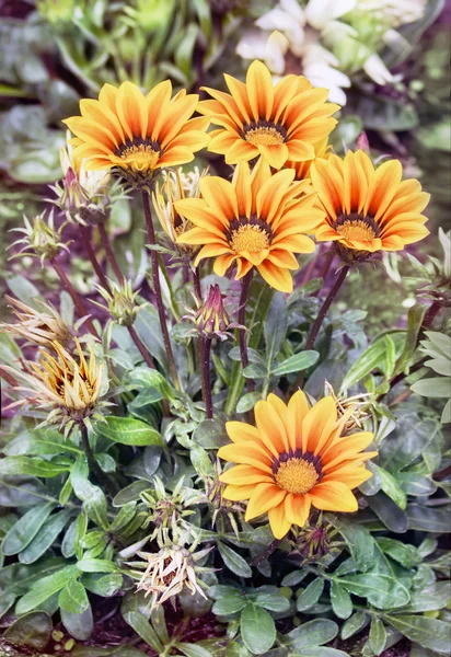 Flores Gazania Florecen Jardín —  Fotos de Stock