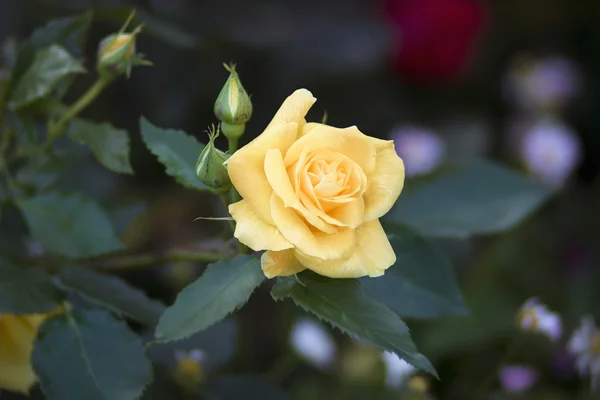 Rosas amarillas florecen — Foto de Stock